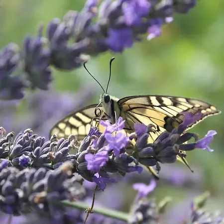 Hofhaus Land-idylle In Der Stadt *
