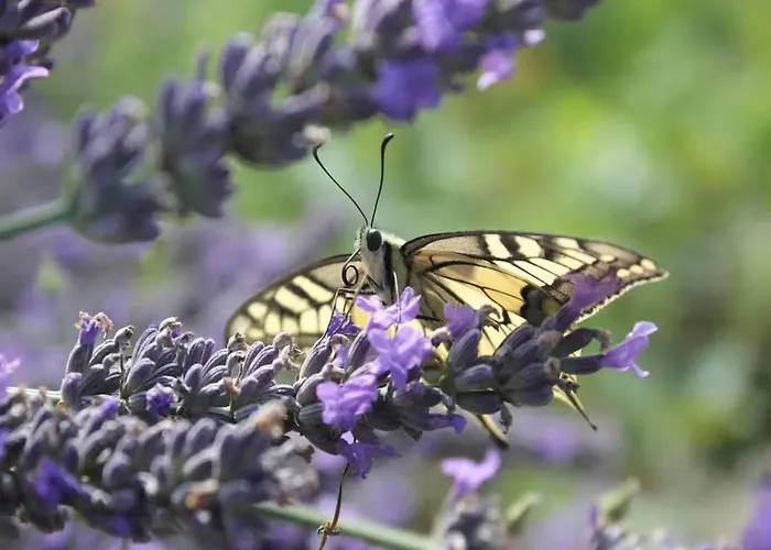 Hofhaus Land-idylle In Der Stadt *